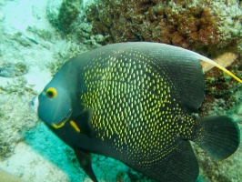 French Angelfish IMG 5451